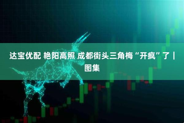 达宝优配 艳阳高照 成都街头三角梅“开疯”了｜图集